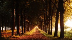 Nature Trees autumn roads