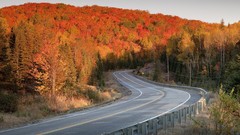 Nature Trees autumn roads forests