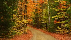 Nature Trees autumn roads forests