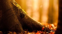 Nature Trees autumn roots fallen leaves