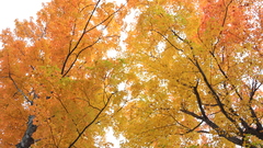 Nature Trees autumn scenic