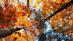 Nature Trees autumn skyscapes