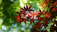 Nature Trees autumn spring