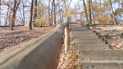 Nature Trees autumn stairways