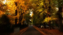 Nature Trees autumn streets
