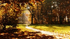 Nature Trees autumn trail paths