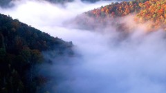 Nature Trees autumn Wood mist