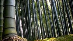 Nature Trees bamboo