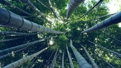 Nature Trees bamboo depth