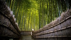 Nature Trees bamboo fences forests