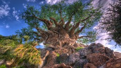 Nature Trees baobab