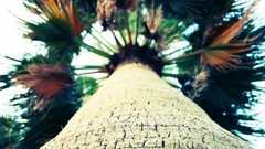 Nature Trees bark date