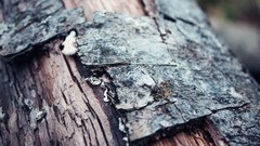 Nature Trees bark depth