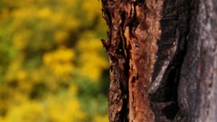 Nature Trees bark flora blurred background depth of field