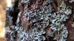 Nature Trees bark fungus
