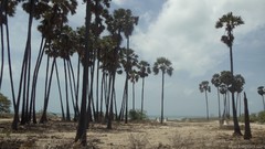 Nature Trees Beaches