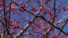 Nature Trees Berries fruits