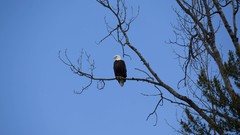 Nature Trees Birds Eagles