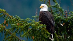 Nature Trees Birds Eagles depth of field