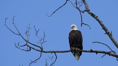 Nature Trees Birds Eagles skies