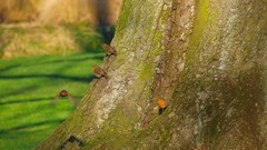 Nature Trees Birds flying