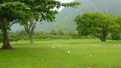Nature Trees Birds grass