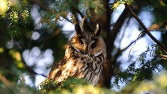 Nature Trees Birds Owls