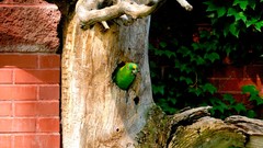 Nature Trees Birds Parrots