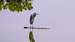 Nature Trees Birds reflections national geographic