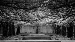 Nature Trees black and white