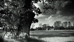 Nature Trees black and white monochrome Bicycles forests HDR 