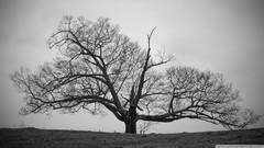 Nature Trees black and white old