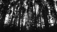 Nature Trees black white forests grayscale