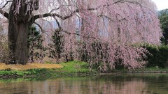 Nature Trees blossoms