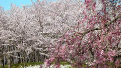 Nature Trees blossoms Plants
