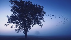 Nature Trees blue abstract