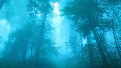 Nature Trees blue forests