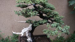 Nature Trees Bonsai Japan