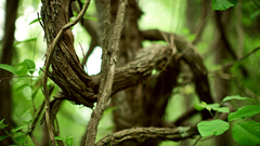 Nature Trees branches