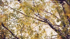 Nature Trees branches