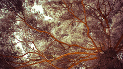 Nature Trees branches