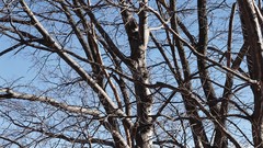 Nature Trees branches