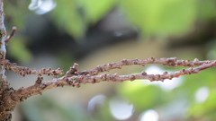 Nature Trees branches