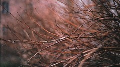 Nature Trees branches