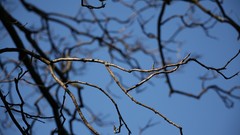 Nature Trees branches Africa blue skies
