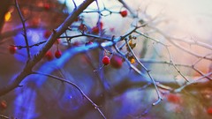 Nature Trees branches Berries bokeh depth of field