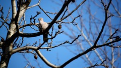 Nature Trees branches Birds Pigeons blue skies