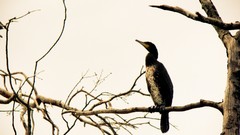 Nature Trees branches Birds sepia wildlife