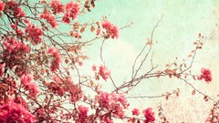 Nature Trees branches blossoms