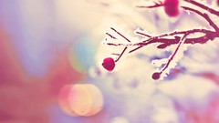 Nature Trees branches bokeh hoarfrost